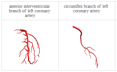 Anatomy_Heart arterial