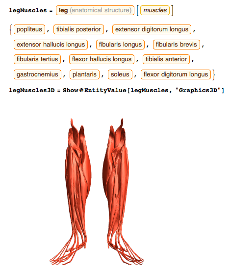 Anatomy_Leg Muscles